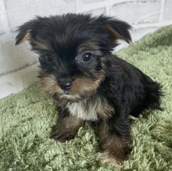 Yorkies puppies available and ready to g.