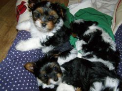 Cute Loving Yorke Puppies Ready Now