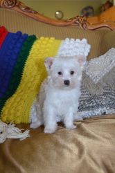Parti-Colored Yorki Male Puppy