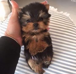 Purebred Yorkshire Terrier Pups