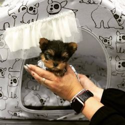 Sweet male teacup yorkie puppy