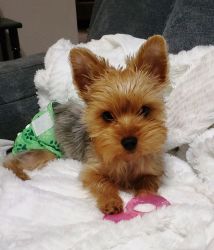 Yorkshire terrier puppy for sale