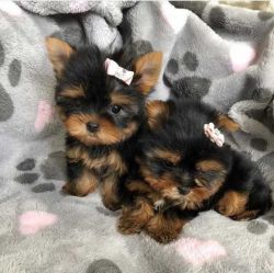 Teacup Yorkie Puppies Seek Loving Home