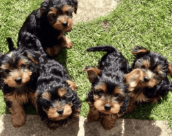 faithful Yorkie Yorkshire Terrier Puppies