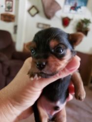For sale yorkie male puppy. Born August 6,2021 male