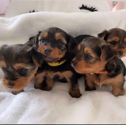 Excellent Yorkie puppies ready for rehoming