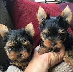 Reputable yorkie puppies for rehoming