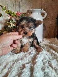 Yorkies puppies available