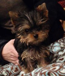 Afectionate Yorkie Puppies for Free Registered Yorkshire Puppies