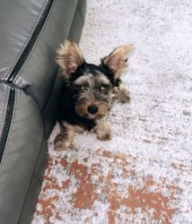 6 MONTH OLD YORKIE