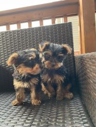 Yorkie Terrier Looking for a home