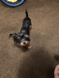 Yorkie 7 months old male