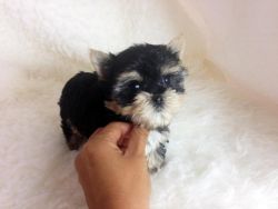 Gorgeous Teacup Yorkie Puppies For Sale