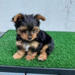 Female Yorkie Puppies Available!!
