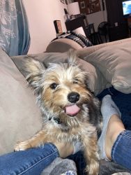 YORKIE FOR REHOMING