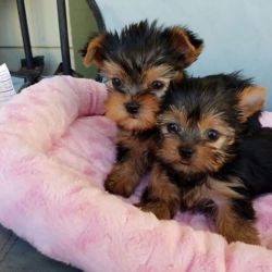 Cute Yorkie puppies with lovely