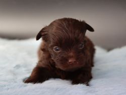 Alfie Chocolate Yorkshire Terrier
