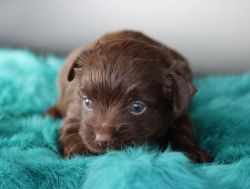 Alden Chocolate Yorkshire Terrier