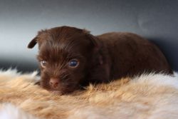 Albert Chocolate Yorkshire Terrier