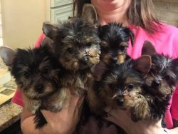 Gorgeous Yorkie's Puppies for Adoption