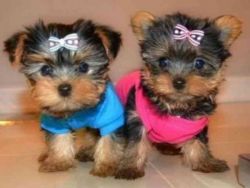 available yorkie puppies for sale near me