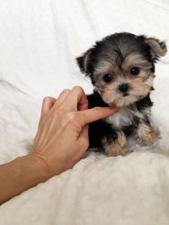Teacup Yorkie Puppies Available!!
