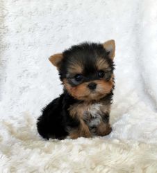 Home Trained Male And Two Female Yorkie Puppies