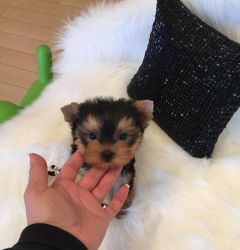 Yorkie Puppies Available!!