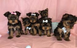 Yorkshire puppies for sale