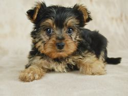 Pretty Yorkshire terriers