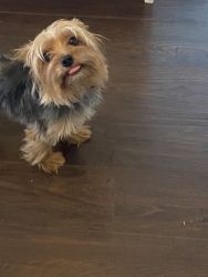 2 Year old full blooded Yorkie Female