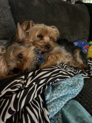 2 yorkies must go together. male, 1yr old. Female, 2yrs old