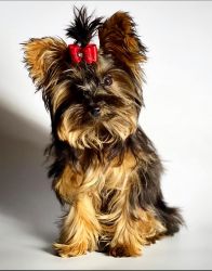 FCI AKC Yorkie male 3lbs 6 months old (IMPORT)