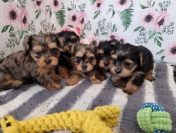 Purebred Yorkshire Terriers Puppies