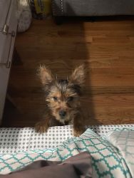 Pure breed yorkie