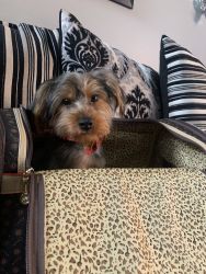6months year old Yorkie for sell
