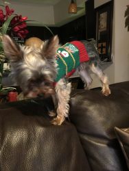 Male Yorkie needs a home with a big yard and a active family