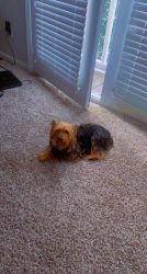 Serious Buyers Only (Female Yorkshire Terrier) Ready to breed