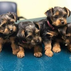 Yorkshire Terrier puppies for free