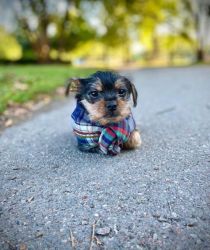 12wk YORKIE male for sale - Yorkshire Terrier - Puppy Needs New Home