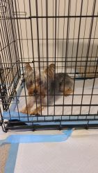 Yorkie looking for a new home