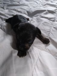 Male baby yorkie for sale