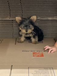 Puppy for sale- Dexter