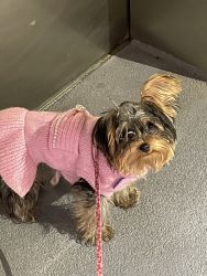 6 month old female Yorkie
