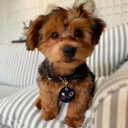 Beautiful yorkie puppy ready for rehoming