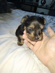 Baby male yorkies for sale