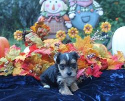 Outstand Yorkshire Terrier Puppies