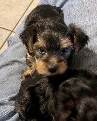 Beautiful yorkie puppies. ACA registered, 7 weeks old and ready for a