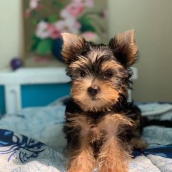 Teacup Yorkie's puppies for adoption