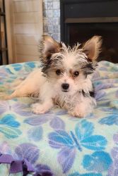 AKC registered Parti Yorkie Male- 4 months old